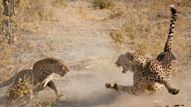 花豹捕食一只猎豹,花豹太厉害了