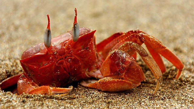 从来没见过这么漂亮的红色螃蟹,尤其是一群的时候,太壮观了