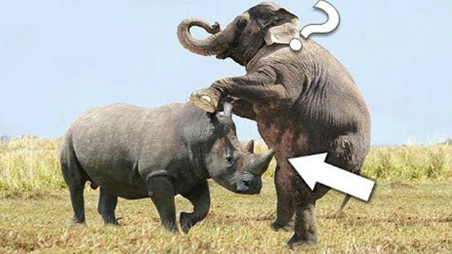 嚣张大象向犀牛扔白手套决斗,犀牛愤怒迎战,没想到结局会是这样?