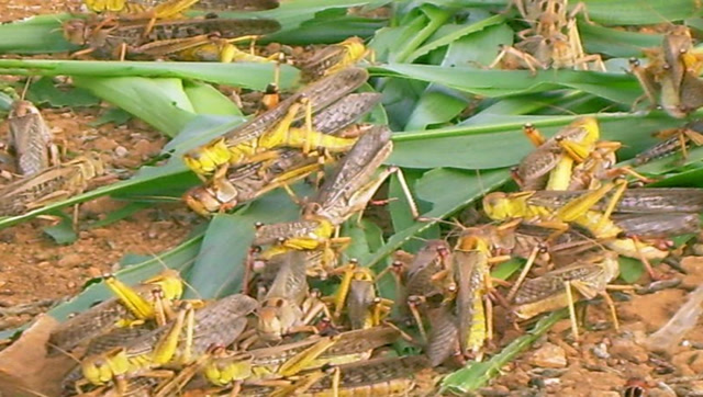 实拍千万只蝗虫大军入侵非洲大草原,一夜之间变成不毛之地