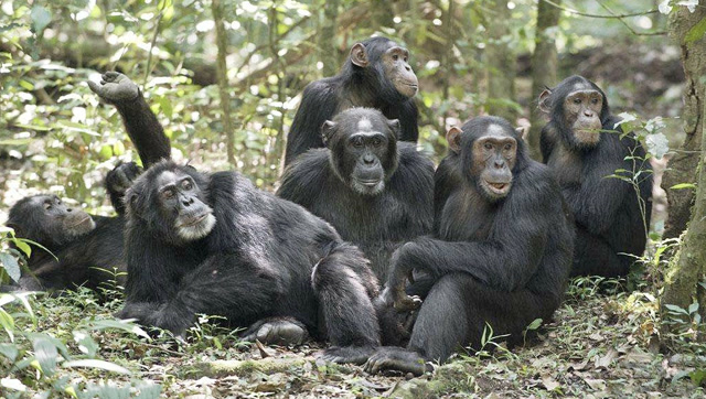 一群猩猩图片图片