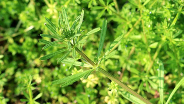 农村的这种野草,长相一般,但却能清热解毒治疗目赤咽痛