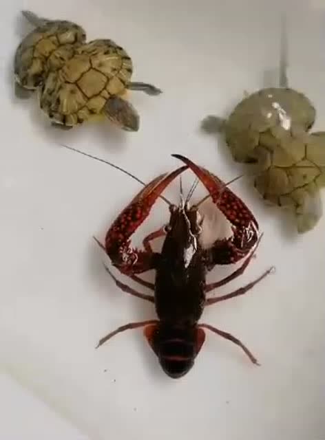 小龙虾和两只乌龟打架,没想到小龙虾还会这招,我彻底看傻眼了!
