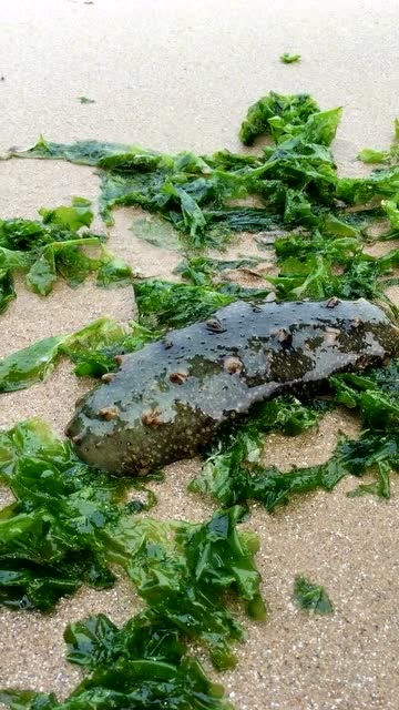 赶海 海参泡牛奶,海参到底能不能融化?我看咋没区别呢