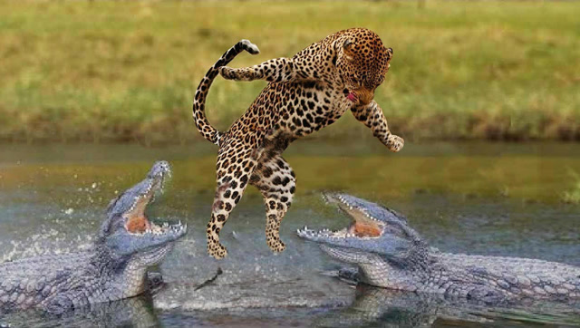 实拍豹子大战鳄鱼,疯狂搏杀场面,绝对难得一见!