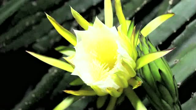 火龙果霸王花开花瞬间