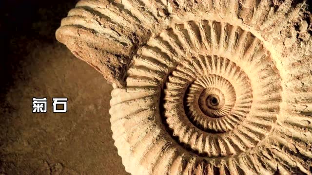 旋齿鲨牙齿化石or菊石傻傻分不清楚