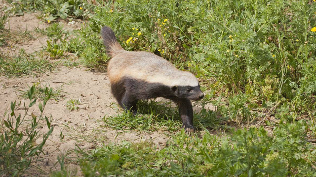 土豪很任性,养一只平头哥蜜獾做宠物,结果就悲催了