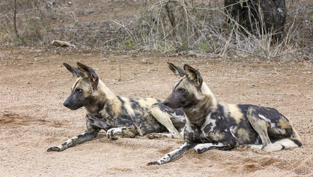 野狗围捕鳄鱼,鳄鱼狂虐野狗,鳄鱼:你这狗肉我能吃10只!