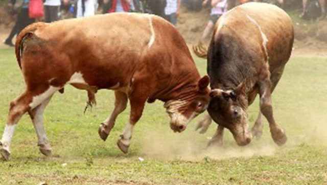 最近特别火的两头牛斗牛比赛过程堪称经典