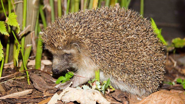 温顺的刺猬 捕食巨型蜈蚣时 非常凶猛 一口咬死