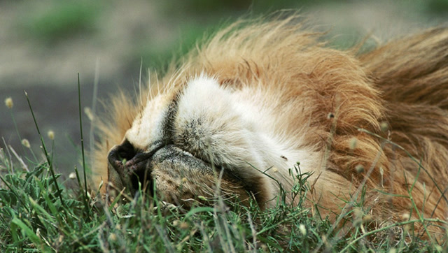 狮子趴在草地上睡觉,意想不到事情发生了,镜头拍下狮子炸毛瞬间