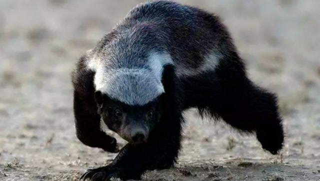 蜜獾大战科摩多龙巨蜥,咬死还吃掉,这平头哥的战斗力实在强悍