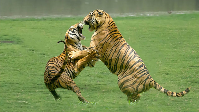 一山不能容二虎,两虎相斗,必有一死!