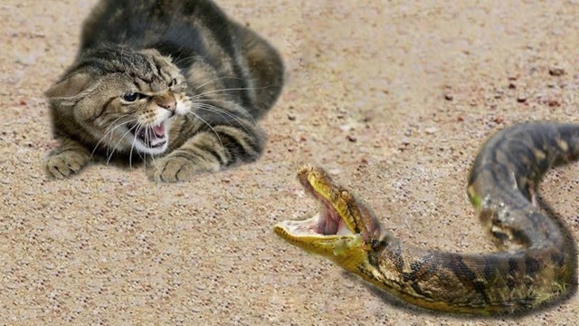 动物世界:猫vs眼镜蛇 来一场真正的龙虎斗