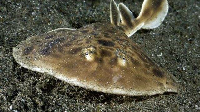 石纹电鳐通过电击来捕猎,狮子鱼有毒的刺让它无从下口