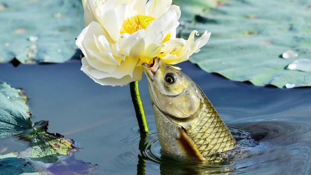 实拍鱼儿跳出水面吃荷花,鲫鱼戏莲花,难得一见的奇观!