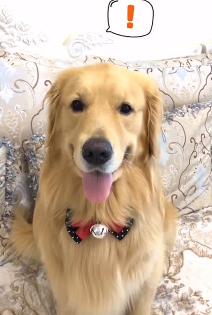 金毛蛋黄:种豆得豆 种瓜得瓜,那我种粉丝是不是就会有好多粉丝呀!