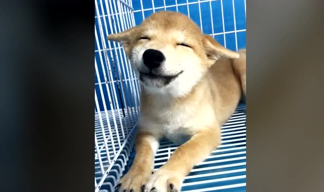 可爱的狗狗,笑起来特别的憨厚看着就特别的有安全感