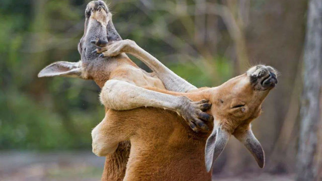 这2只袋鼠萌翻了,打来打去的情形,很像拳击手在比赛,你见过吗