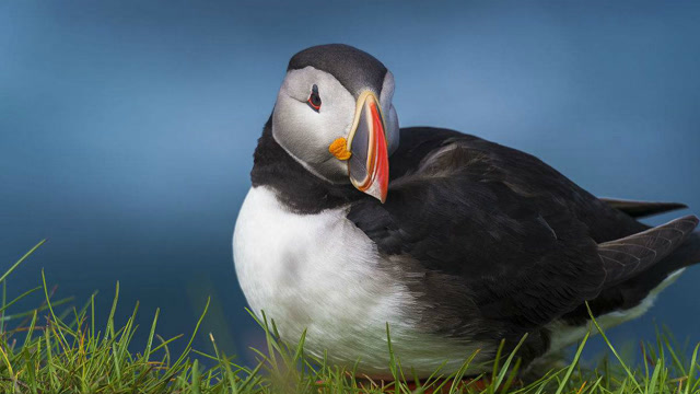 角海鹦把巢筑在兔子荒废的窝里,只为更好的掩护宝宝的安全