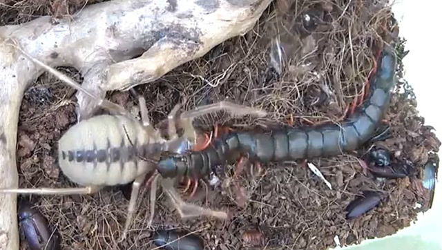 实拍蜘蛛大战蜈蚣,最后蜈蚣死的有点惨!