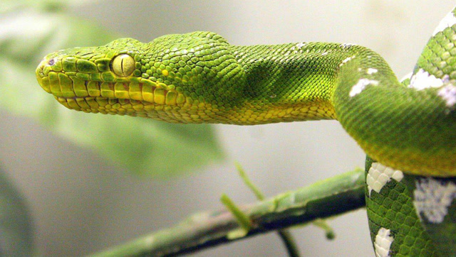 冷血动物盘点:盲钩蛇长得像蚯蚓,香蛇盘起来像朵花?
