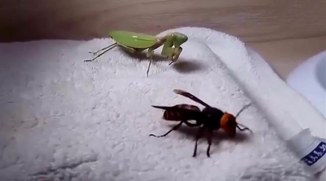 实拍螳螂对战大黄蜂,大黄蜂简直不堪一击战斗力太弱了