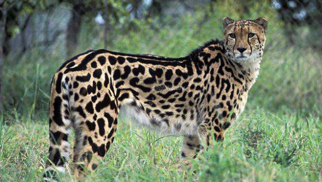 帝王猎豹猎豹一族的王者地球上已很难见到这是南非的标志