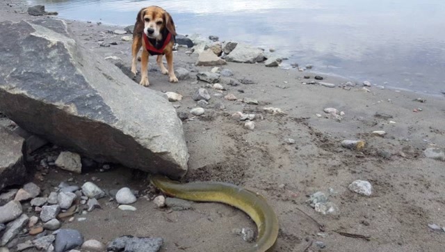 这狗厉害了,看见鳗鱼二话不说张嘴开咬,下一秒狗狗肠子都悔青了