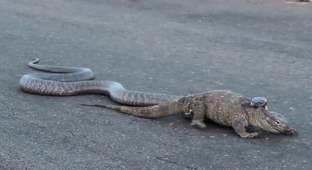 蜥蜴与蟒蛇搏斗,结果被蛇紧紧缠住,接下来一幕让人心疼!