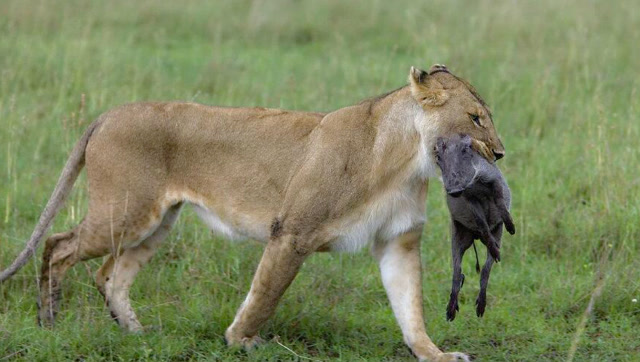 狮子猎杀小疣猪,一招扑杀一个翻身捉到手,疣猪妈妈只能远远地看着