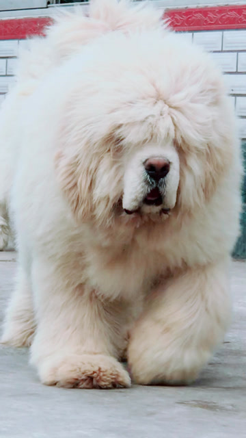 雪獒宝宝,是不是很可爱啊