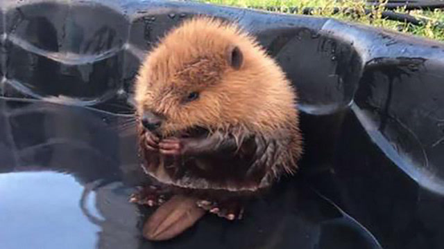 这只小海狸太可爱了,搓澡时一直被尾巴打脸,真是丢死人了