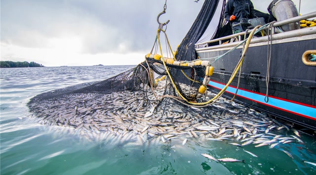 世界级渔场捕鱼,一网能捕到30万条鱼,真是大开眼界