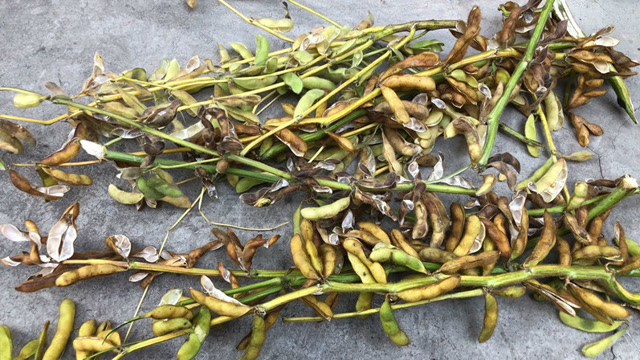 你家有没有大豆秸秆?值钱又实用,快去找出来