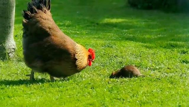 老鼠偷蛋被母鸡发现,于是一场鸡鼠大战上演了