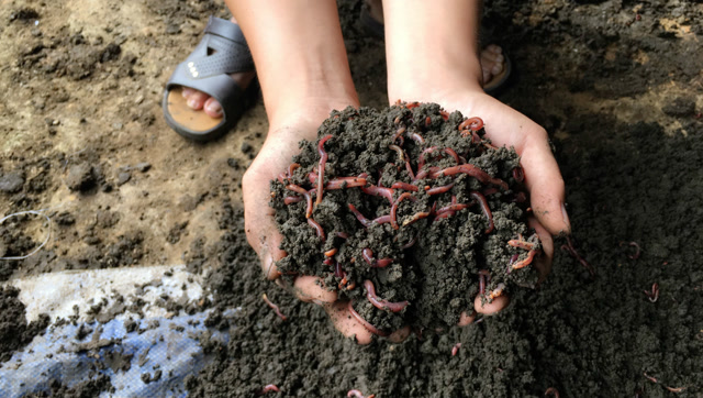 江西小伙养蚯蚓有秘诀,教你如何让蚯蚓和泥土自动分离!你觉得对吗