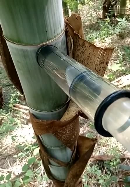 你给竹子打针,你考虑过竹子的感受吗?