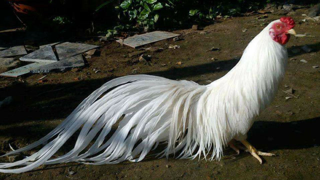 一只鸡换一辆兰博基尼?日本长尾鸡告诉你,什么是"兰博鸡尼"