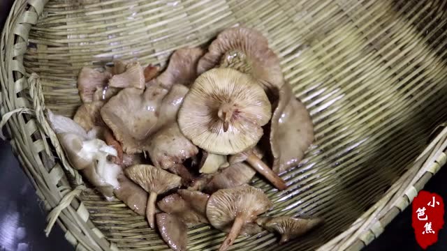 在山上捡到的露水菌用来烧汤,这种菌子你们有看到过吗