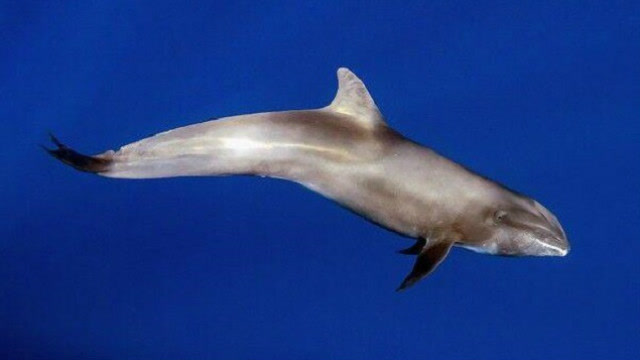 科学大发现!首次发现公海豚和母鲸鱼的混血后代,真是跨越物种的爱