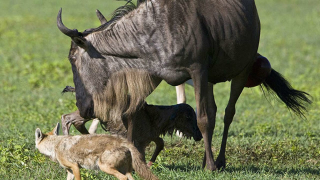 角马与野狗生命的赛跑,迟一秒就是生命的终点