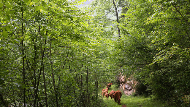 秦岭南麓的一条山沟:林密水清牛成群