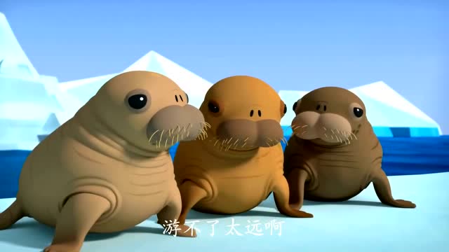 海底小纵队 第4季呆萌的海象