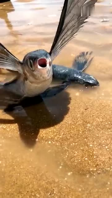六眼飞鱼,一种下雨时会飞的鱼!也叫燕尾鱼