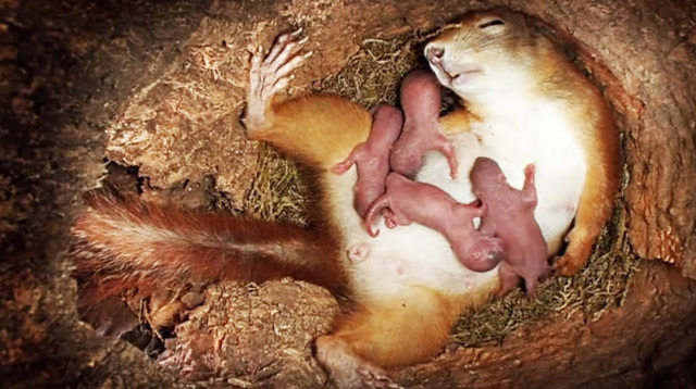 松鼠妈妈挺着个大肚子上蹿下跳,突然意想不到的事情发生了