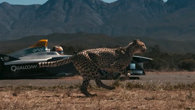 豹子跟赛车比速度,看看到底谁会赢,不得不感叹豹子的速度