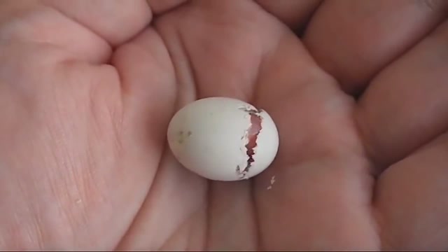 孵化18天的鹦鹉蛋,破壳瞬间