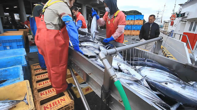 渔港码头装卸海鲜,渔船回港上鱼挑鱼装鱼秩序井然!